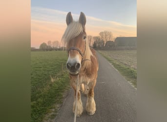 Belga da Tiro, Giumenta, 17 Anni, 170 cm, Sauro