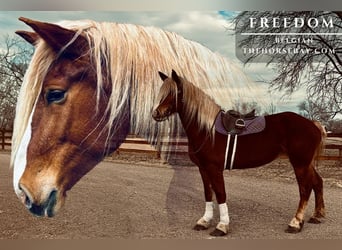 Belga da Tiro, Giumenta, 5 Anni, 188 cm, Sauro ciliegia