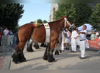 Belga da Tiro, Giumenta, 6 Anni, Baio