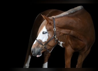 Belga da Tiro Mix, Giumenta, 7 Anni, Sauro scuro