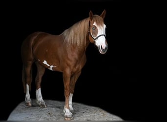 Belga da Tiro Mix, Giumenta, 7 Anni, Sauro scuro