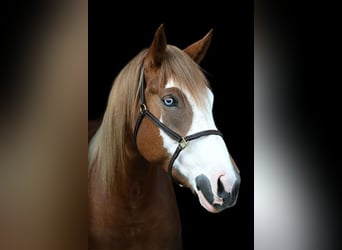 Belga da Tiro Mix, Giumenta, 7 Anni, Sauro scuro