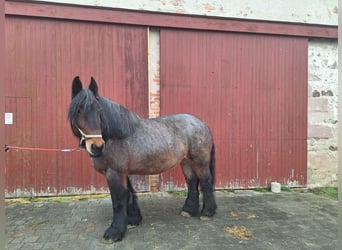 Belga da Tiro, Giumenta, 9 Anni, 163 cm, Falbo baio