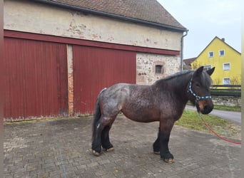 Belga da Tiro, Giumenta, 9 Anni, 170 cm, Falbo baio