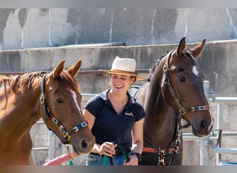 Belga, Giumenta, 10 Anni, 161 cm, Sauro scuro