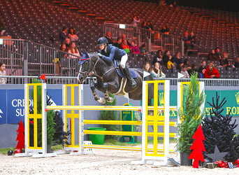 Belga, Giumenta, 10 Anni, 170 cm, Baio scuro