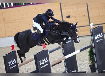 Belga, Giumenta, 10 Anni, 170 cm, Baio scuro