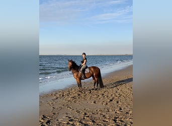Belga, Giumenta, 11 Anni, 162 cm, Baio
