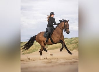 Belga, Giumenta, 12 Anni, 166 cm, Baio ciliegia