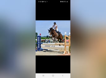 Belga, Giumenta, 12 Anni, 166 cm, Baio scuro