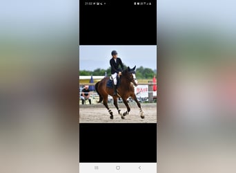 Belga, Giumenta, 12 Anni, 166 cm, Baio scuro