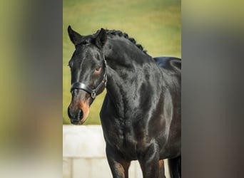 Belga, Giumenta, 12 Anni, 170 cm, Baio nero