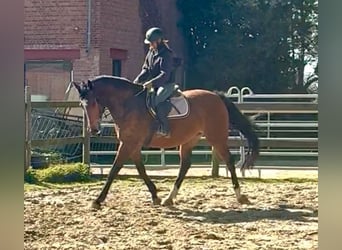 Belga, Giumenta, 12 Anni, 175 cm, Baio