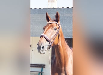 Belga, Giumenta, 12 Anni, 178 cm, Sauro