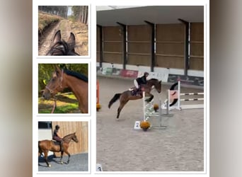 Belga, Giumenta, 13 Anni, 160 cm, Baio scuro