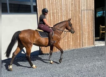 Belga, Giumenta, 13 Anni, 160 cm, Baio scuro