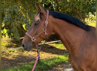 Belga, Giumenta, 13 Anni, 165 cm, Baio scuro