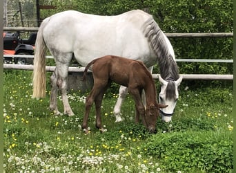 Belga, Giumenta, 13 Anni, 165 cm, Grigio