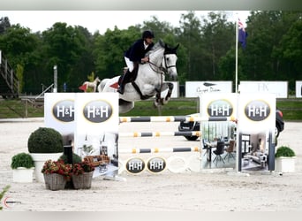Belga, Giumenta, 13 Anni, 172 cm, Grigio trotinato