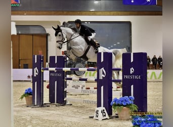 Belga, Giumenta, 13 Anni, 172 cm, Grigio trotinato