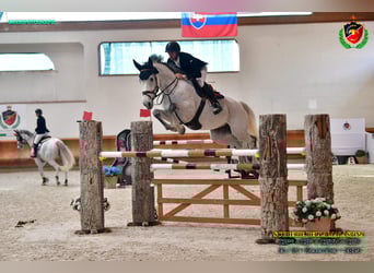 Belga, Giumenta, 13 Anni, 172 cm, Grigio trotinato