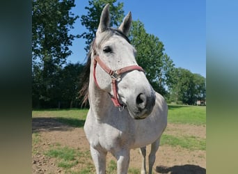 Belga, Giumenta, 15 Anni, 168 cm, Grigio