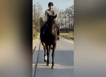 Belga, Giumenta, 16 Anni, 170 cm, Baio nero