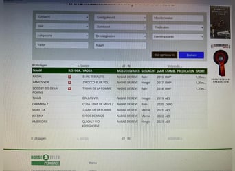 Belga, Giumenta, 17 Anni, 100 cm, Pezzato