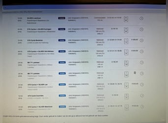 Belga, Giumenta, 17 Anni, 100 cm, Pezzato