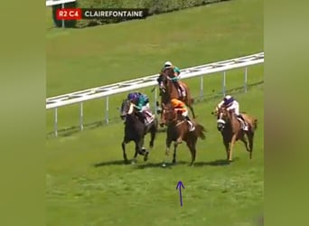 Belga, Giumenta, 1 Anno, 164 cm, Tobiano-tutti i colori