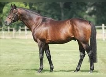 Belga, Giumenta, 1 Anno, 164 cm, Tobiano-tutti i colori