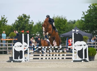 Belga, Giumenta, 21 Anni, 168 cm, Baio