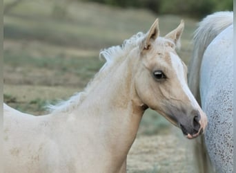 Belga, Giumenta, 2 Anni, 135 cm, Palomino