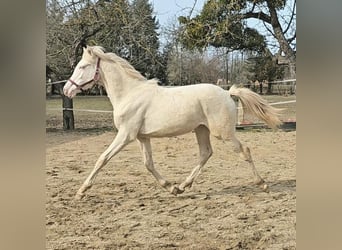 Belga, Giumenta, 2 Anni, 142 cm, Perlino