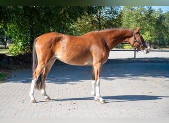 Belga, Giumenta, 3 Anni, 156 cm, Baio