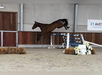 Belga, Giumenta, 3 Anni, 160 cm, Baio scuro