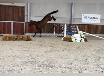 Belga, Giumenta, 3 Anni, 160 cm, Baio scuro