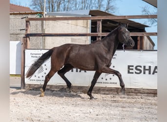 Belga, Giumenta, 3 Anni, 160 cm