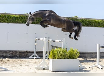 Belga, Giumenta, 3 Anni, 163 cm, Grigio