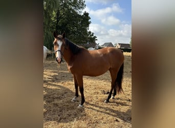 Belga, Giumenta, 3 Anni, 166 cm, Baio