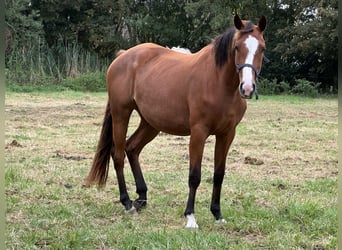 Belga, Giumenta, 3 Anni, 166 cm, Baio