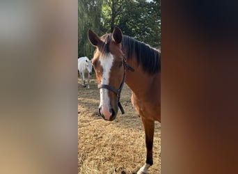 Belga, Giumenta, 3 Anni, 166 cm, Baio