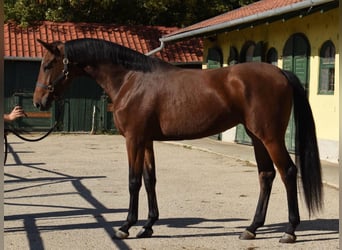 Belga, Giumenta, 3 Anni, 167 cm, Baio