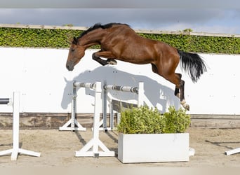 Belga, Giumenta, 3 Anni, 168 cm, Baio