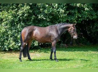 Belga, Giumenta, 3 Anni, Baio scuro