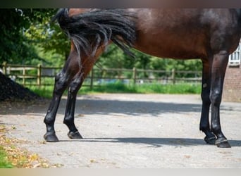 Belga, Giumenta, 3 Anni, Baio scuro