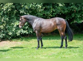 Belga, Giumenta, 3 Anni, Baio scuro