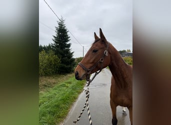 Belga, Giumenta, 4 Anni, 157 cm, Baio