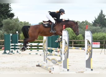 Belga, Giumenta, 4 Anni, 162 cm, Baio