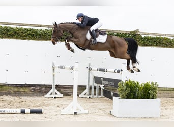 Belga, Giumenta, 4 Anni, 164 cm, Baio